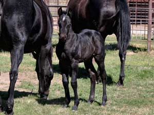 Joe Hancock & Blue Valentine bred at CNR Quarter Horses in Lubbock, Texas