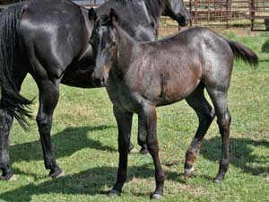 Joe Hancock & Blue Valentine bred at CNR Quarter Horses in Lubbock, Texas