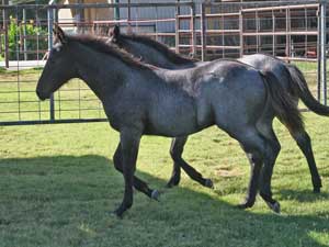 Blue Valentine and Driftwood bred blue roan colt for sale at CNR Quarter Horses in Lubbock, Texas