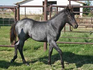 Blue Valentine and Driftwood bred blue roan colt for sale at CNR Quarter Horses in Lubbock, Texas