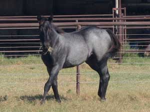 Blue Valentine and Driftwood bred blue roan colt for sale at CNR Quarter Horses in Lubbock, Texas