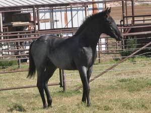 Blue Valentine and Driftwood bred blue roan colt for sale at CNR Quarter Horses in Lubbock, Texas