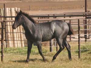 Blue Valentine and Driftwood bred blue roan colt for sale at CNR Quarter Horses in Lubbock, Texas