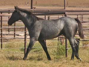 Blue Valentine and Driftwood bred blue roan colt for sale at CNR Quarter Horses in Lubbock, Texas