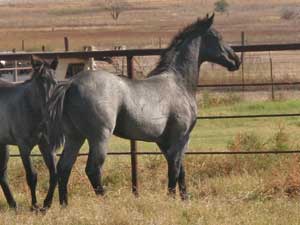 Blue Valentine and Driftwood bred blue roan colt for sale at CNR Quarter Horses in Lubbock, Texas