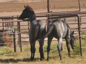 Blue Valentine and Driftwood bred blue roan colt for sale at CNR Quarter Horses in Lubbock, Texas