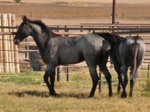 Blue Valentine and Driftwood bred blue roan colt for sale at CNR Quarter Horses in Lubbock, Texas