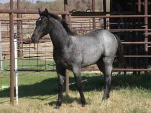 Blue Valentine and Driftwood bred blue roan colt for sale at CNR Quarter Horses in Lubbock, Texas