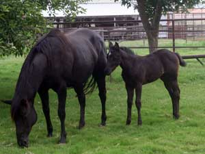 Driftwood ~ Blue Valentine bred 2026 blue roan filly for sale in Texas