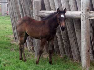 Dash For Cash ~ Hancock bred colt for sale in Texas