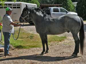 Joe Hancock & 4 Times Blue Valentine bred at CNR Quarter Horses in Lubbock, Texas