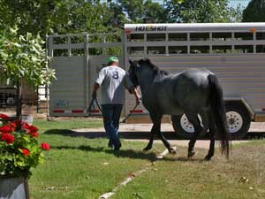 Horse Joe Hancock & D4 Times Blue Valentine bred at CNR Quarter Horses in Lubbock, Texas