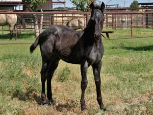 Joe Hancock & 4 Times Blue Valentine bred at CNR Quarter Horses in Lubbock, Texas