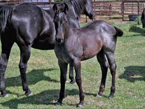 Joe Hancock & Blue Valentine bred at CNR Quarter Horses in Lubbock, Texas