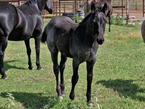 Hancock & Blue Valentine bred at CNR Quarter Horses in Lubbock, Texas