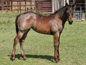 Dash For Cash ~ Hancock bred filly in Texas