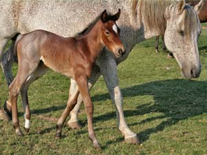 Hancock's Blue Boy & Blue Valentine bred ~ sire is a grandson of Blue Valentine and the dam is a granddaughter of Hancock's Blue Boy